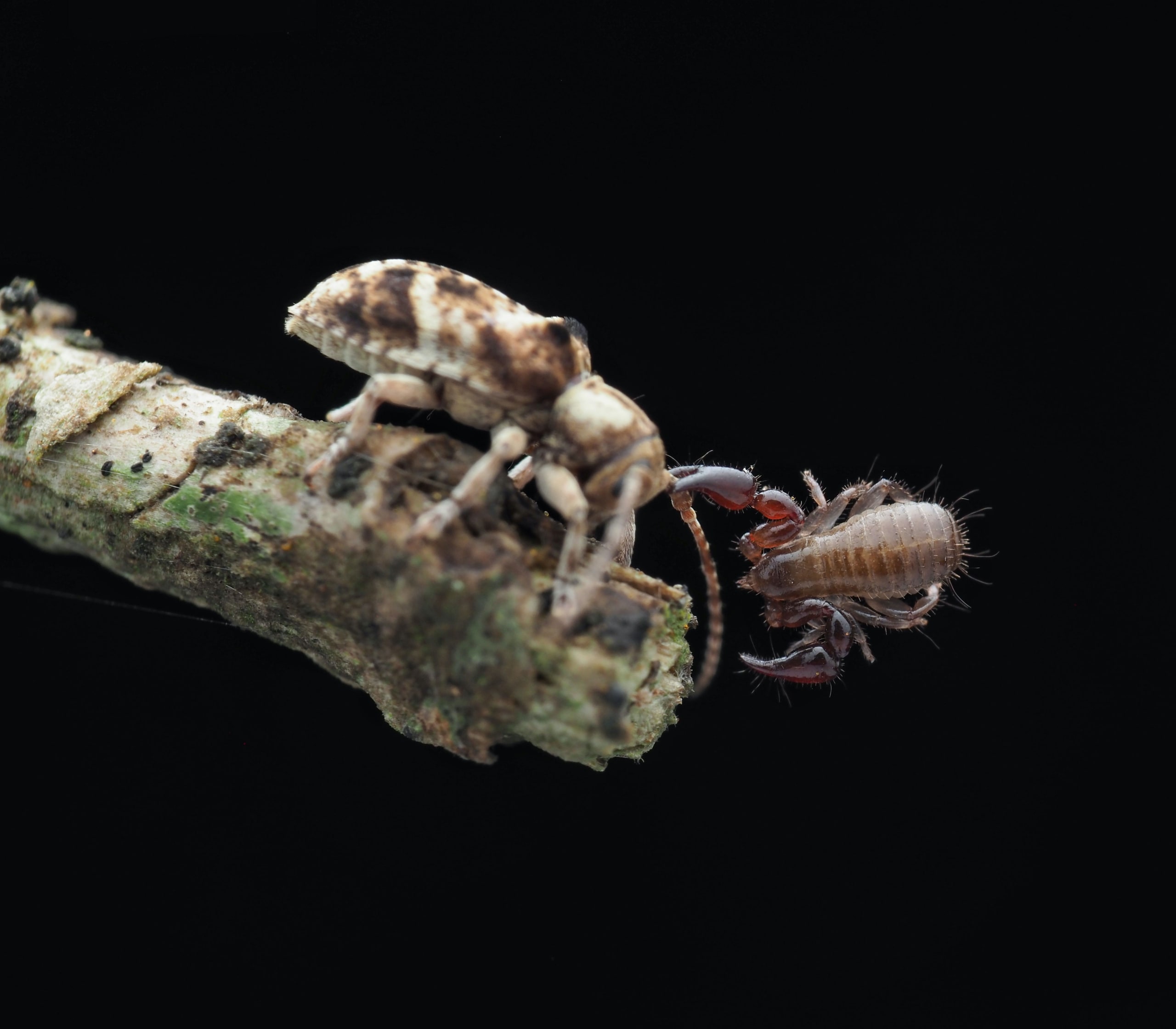 Pseudoscorpions: Invisible Hunters | Roundglass Sustain
